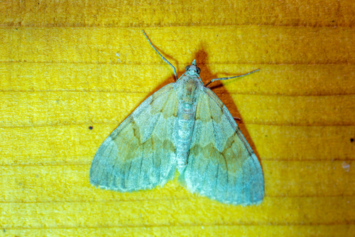 Pine Carpet