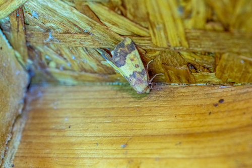 Barred Sallow