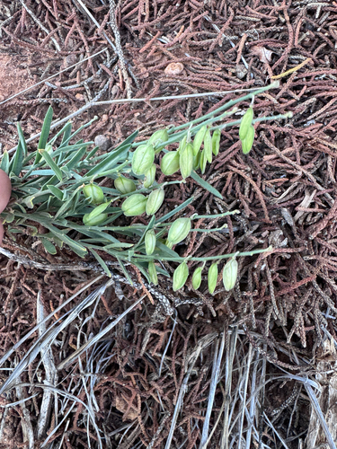 Blue Milkwort