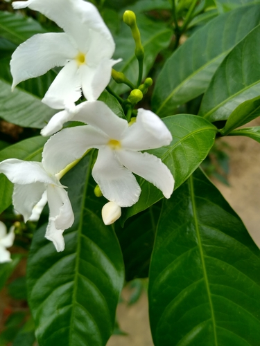Crepe Jasmine