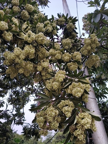 White Cheesewood