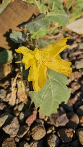 shortfruit evening primrose