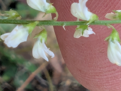 White Sweetclover