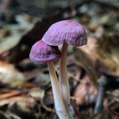 Gymnopus iocephalus