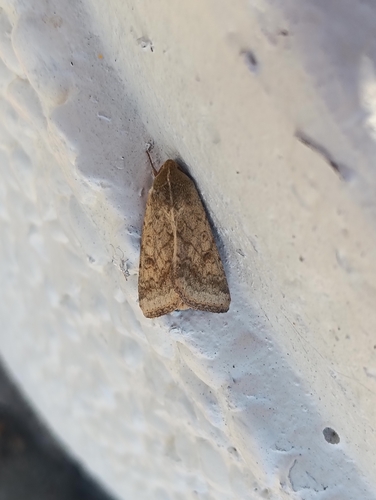 Cotton Bollworm Moth