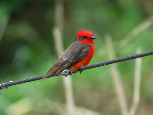 Vermilion Flycatcher