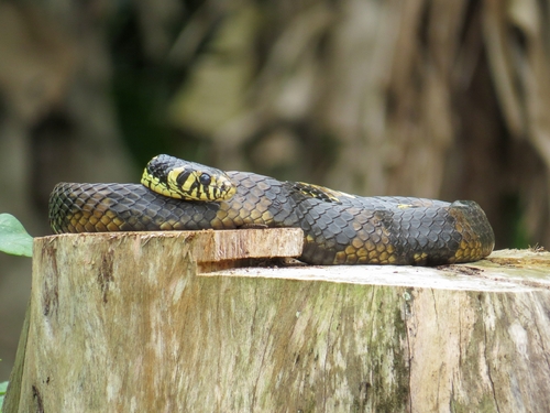 Chicken Snake