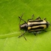 Alligatorweed Flea Beetle - Photo (c) 豆豆, all rights reserved, uploaded by 豆豆