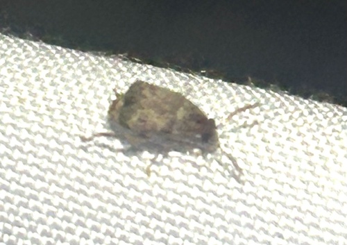 Bean Weevil