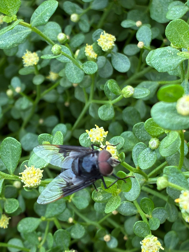 Copestylum violaceum