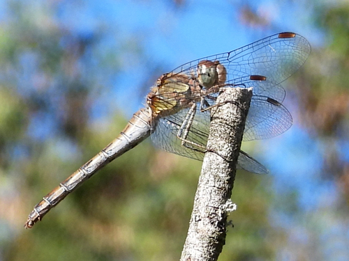 Common Darter