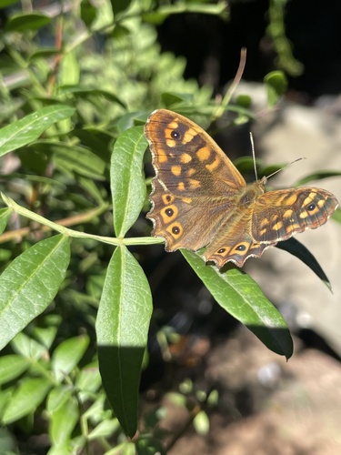 Speckled Wood