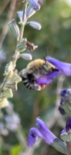 California Digger Bee