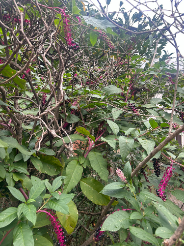 American pokeweed