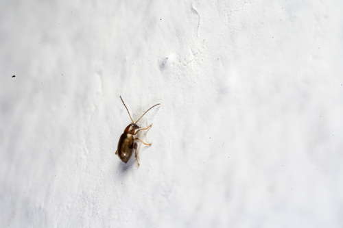 Glyptina