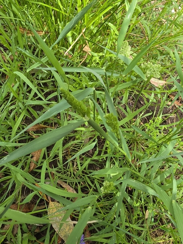 water beard grass