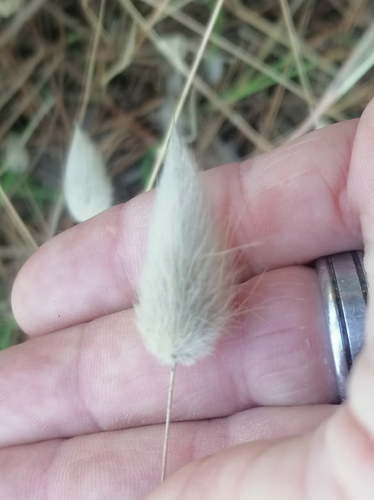 Hare's Tail Grass