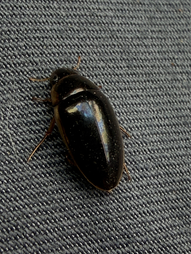 Lateral-lined Water Beetle