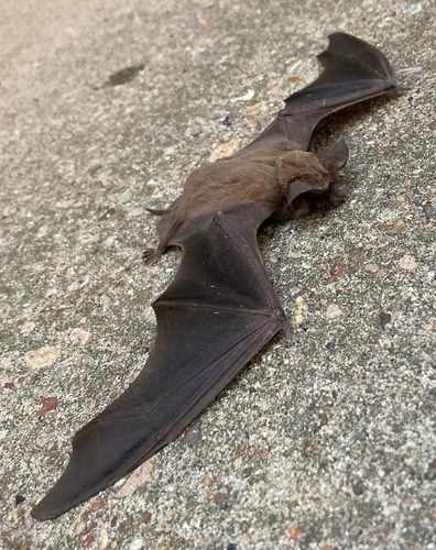 Mexican Free-tailed Bat