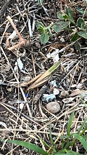 Obscure grasshopper