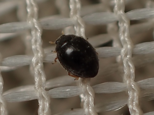 Mite-eating Ladybirds