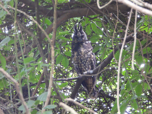 Stygian Owl