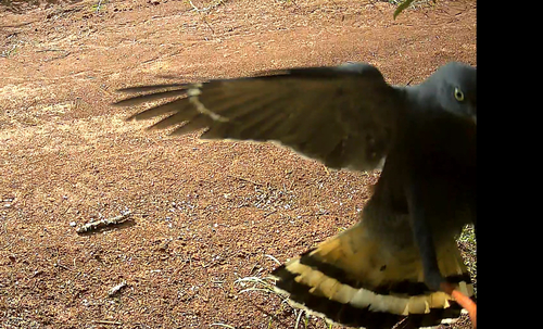 Crane Hawk