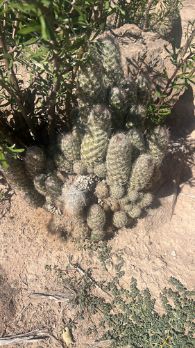 Whitecolumn Foxtail Cactus