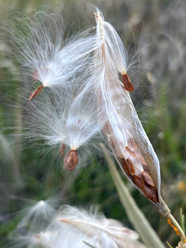 horsetail milkweed