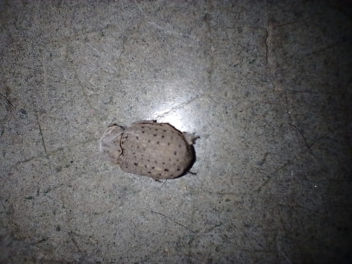Hide beetle