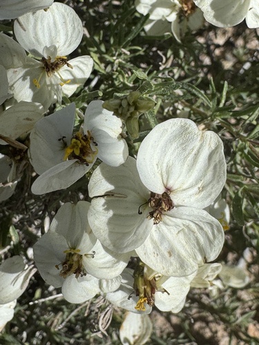 desert zinnia