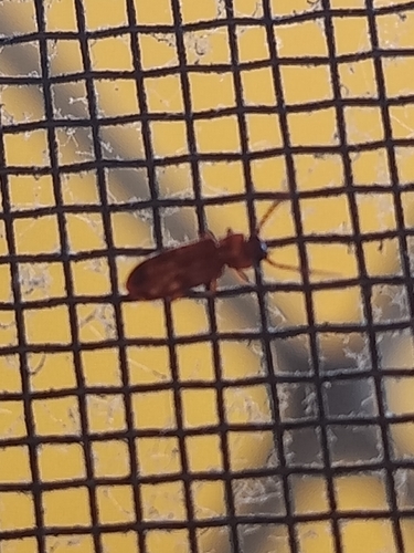 Cryptolestes