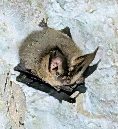 Townsend's Big-eared Bat