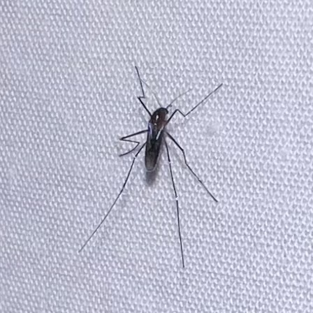 Sapphire-striped Mosquito