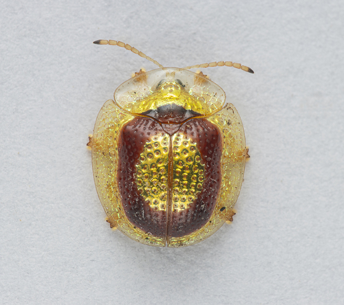 Charidotis abrupta
