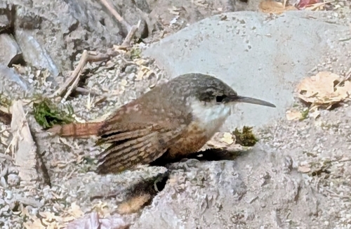 Canyon Wren