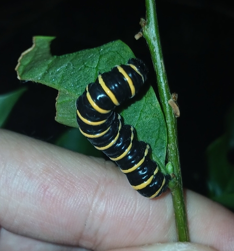 themisto amberwing