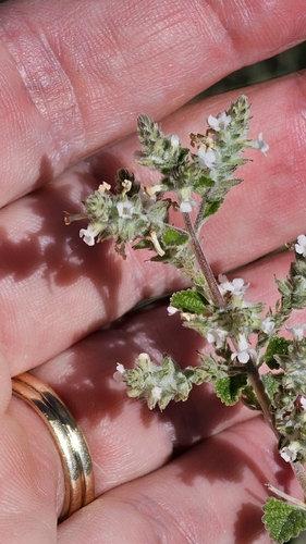 Wright's beebrush