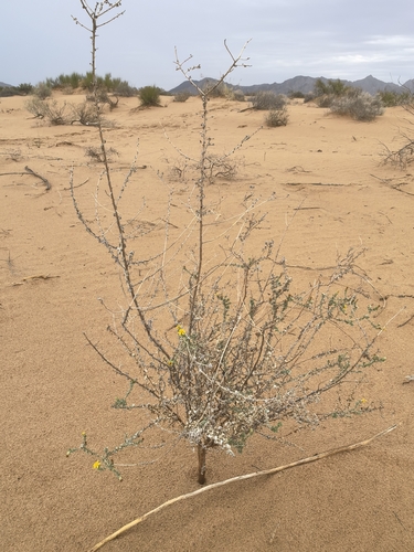 Many-flowered Mentzelia