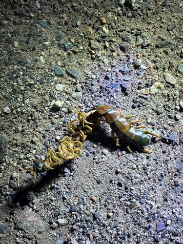 Giant Desert Centipede