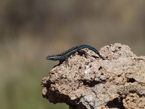 Ornate Tree Lizard
