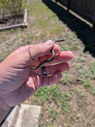 Checkered Garter Snake