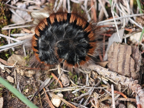 Fox Moth