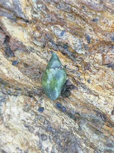 Pisania striata