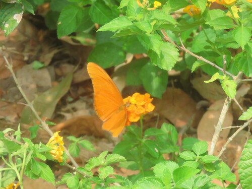 Dryas iulia