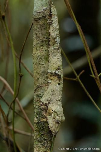 Mossy Leaf-tailed Gecko