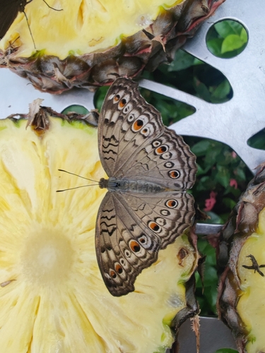 Junonia atlites
