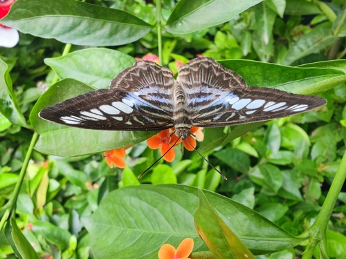 Parthenos sylvia