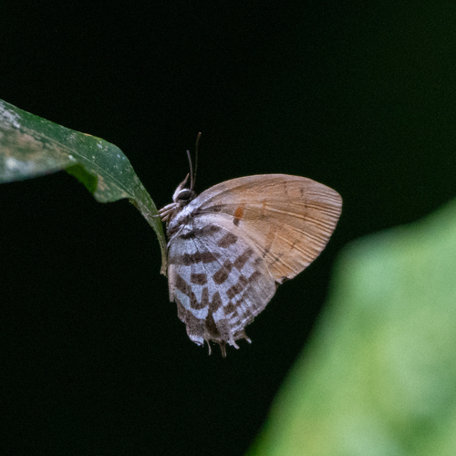 Drupadia ravindra