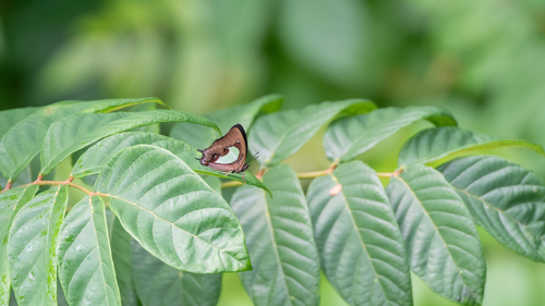 Polyura hebe